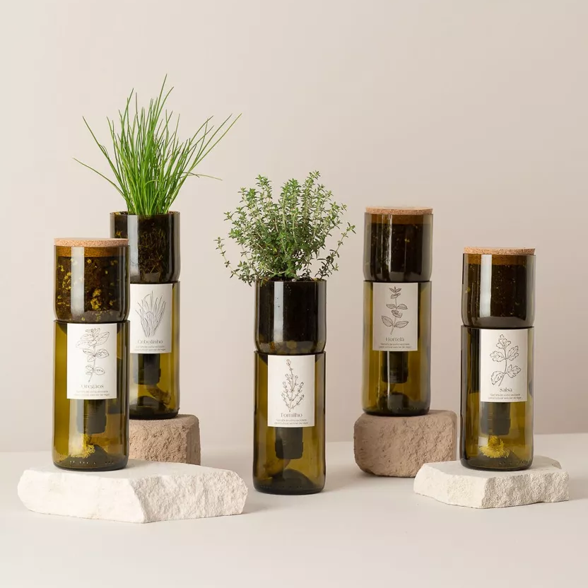 Wijnfles Basilicum Kweekset