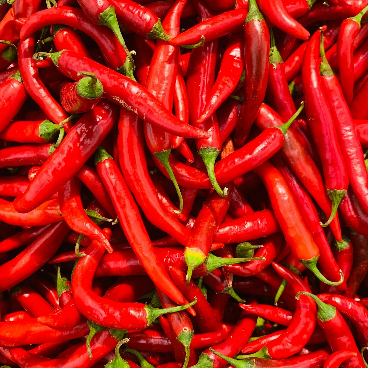 Wijnfles Chili Peper Kweekset