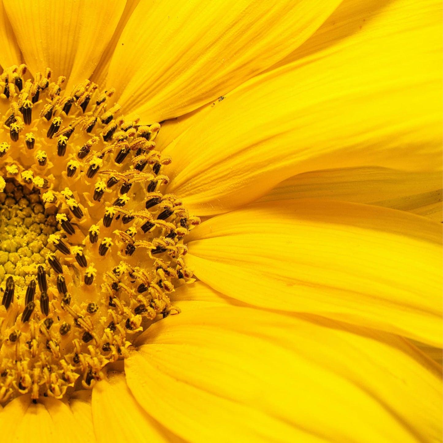 Wijnfles Zonnebloem Kweekset
