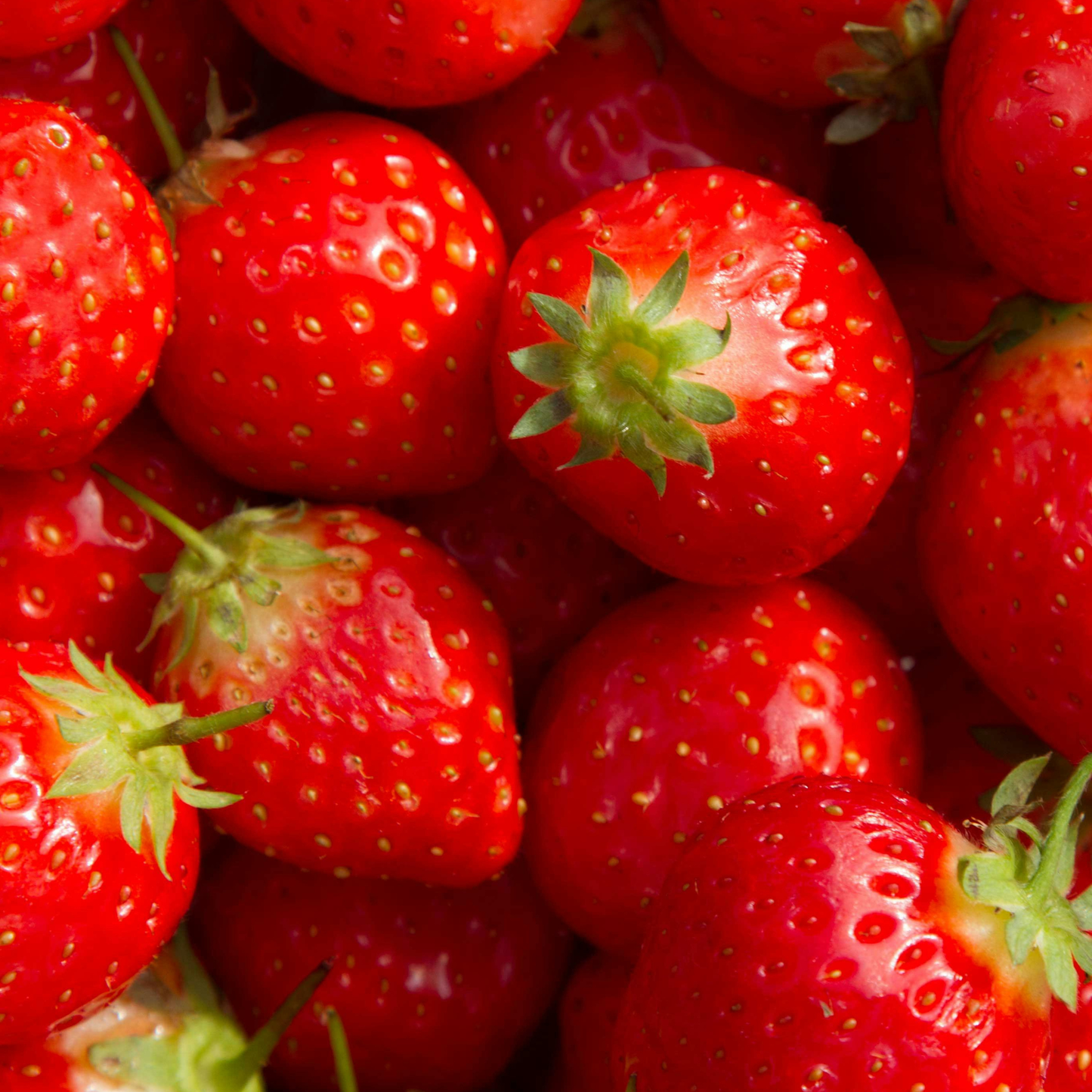 Wijnfles Aardbei Kweekset