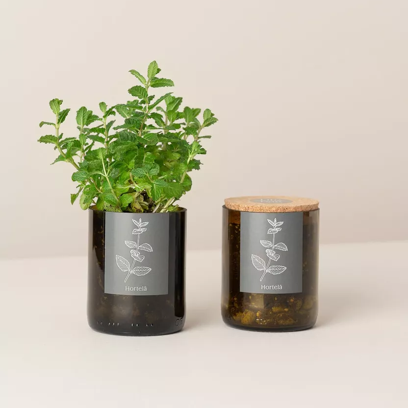 Wijnfles Munt Kweekset