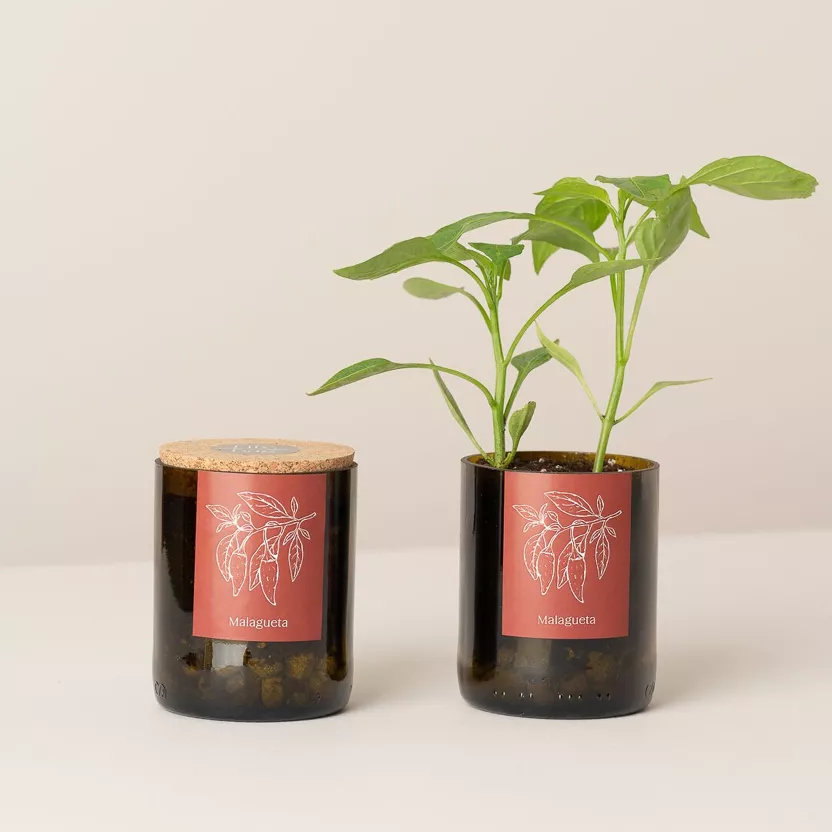 Wijnfles Chili Peper Kweekset