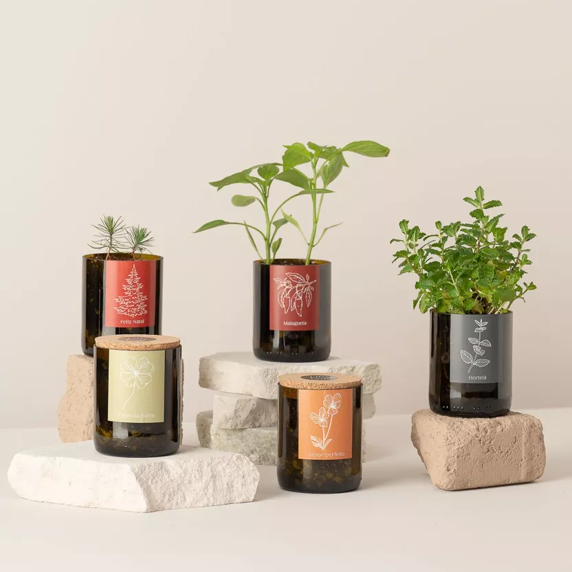 Wijnfles Chili Peper Kweekset