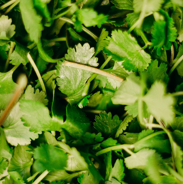 Wijnfles Peterselie Kweekset