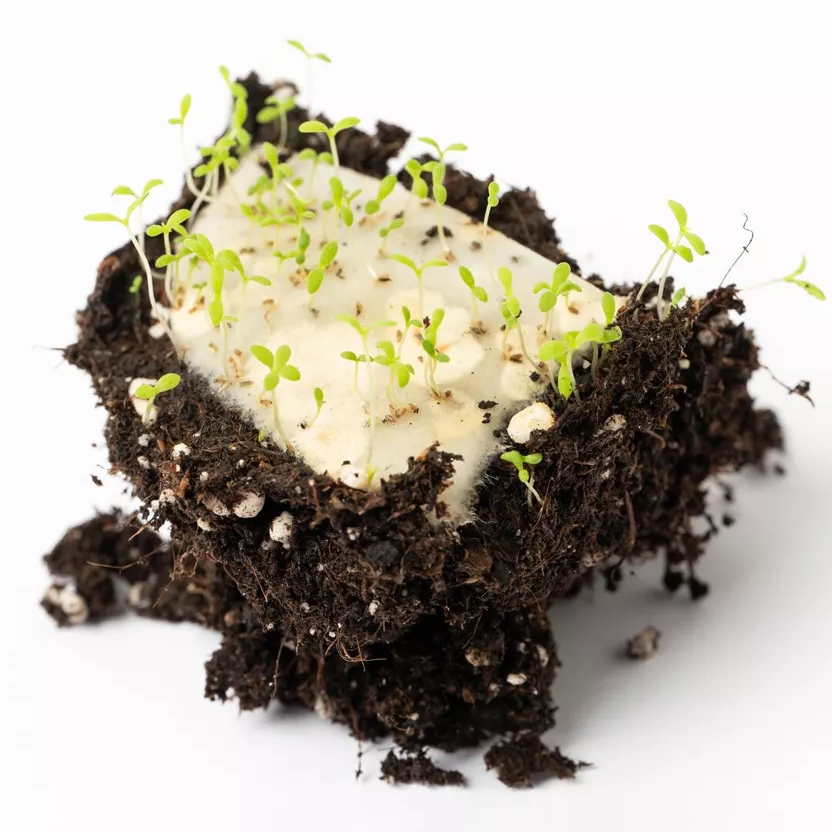 Plantbare Kaart met Viooltjes Illustratie