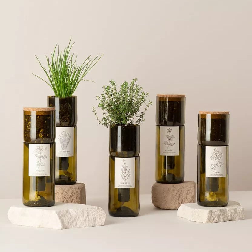 Wijnfles Oregano Kweekset