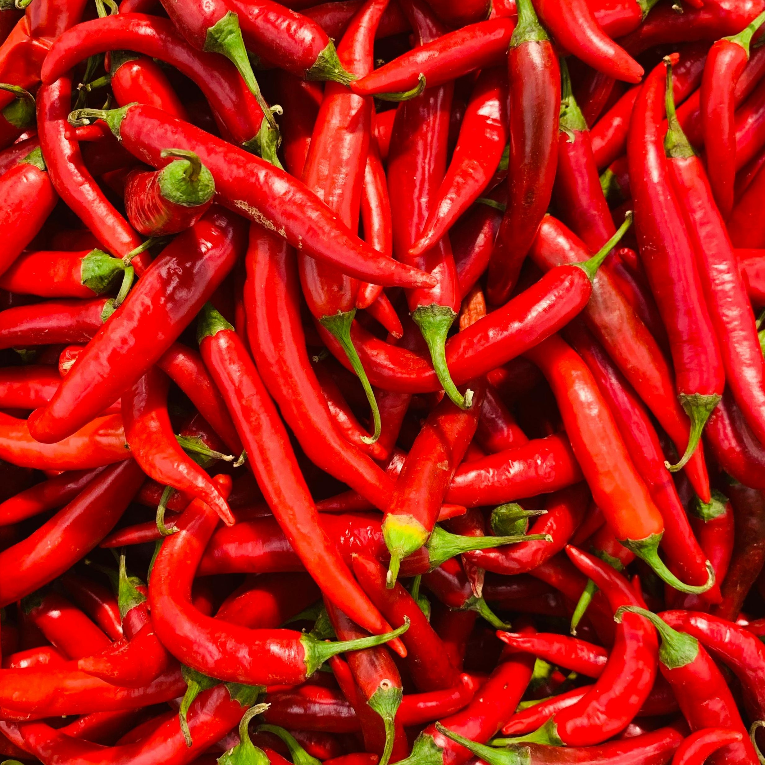 Wijnfles Chili Peper Kweekset