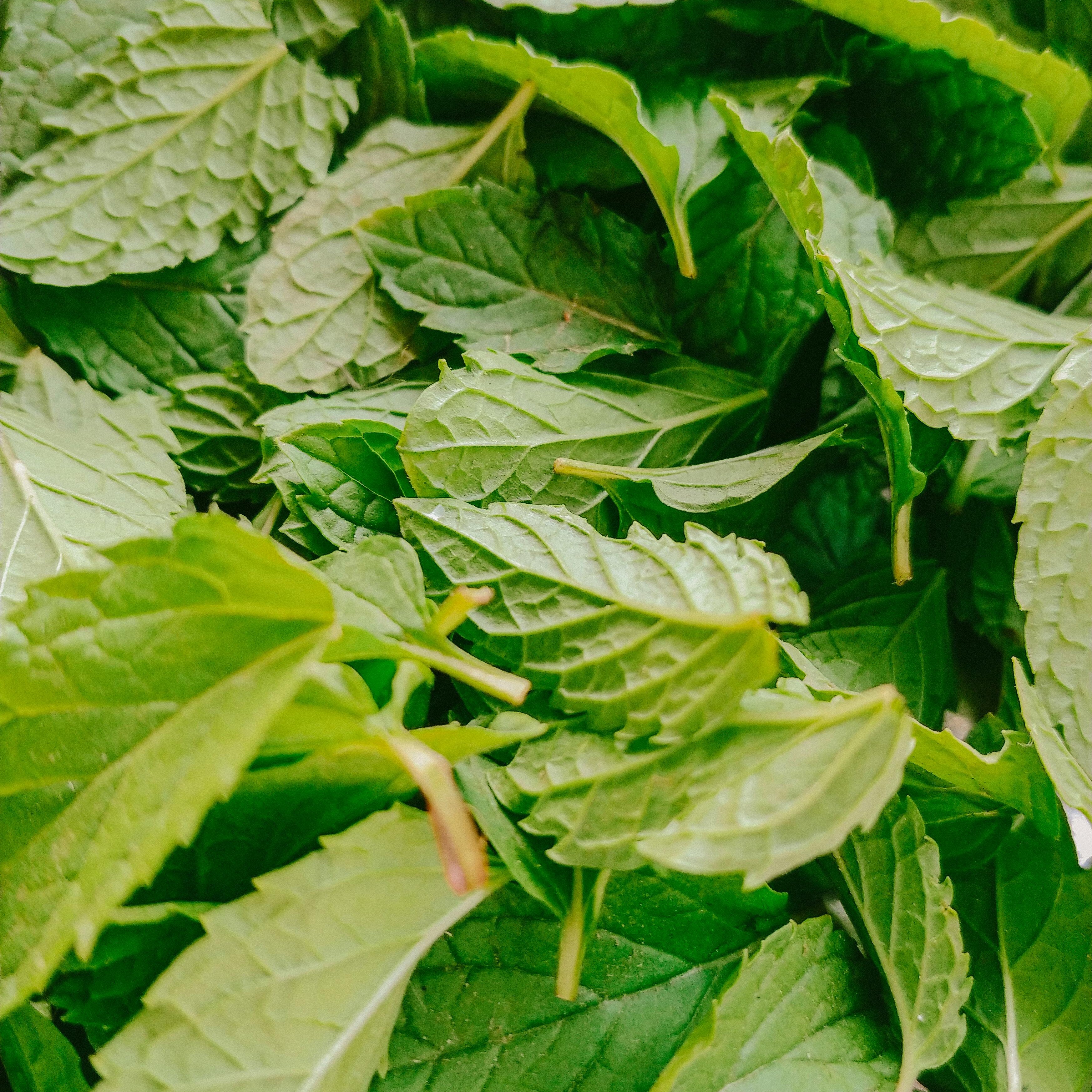 Wijnfles Munt Kweekset